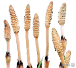 دم اسبی