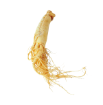 جینسینگ
