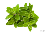 مرزنجوش