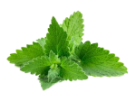 بادرنجبویه