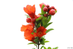 گل انار