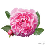 گل محمدی