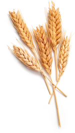 چاودار